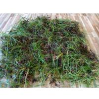 ราคา หญ้าแห้วหมูเก็บสดบรรจุ250กรัม (29400713096)