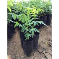 ราคา ต้นสะเดามัน 4ต้น100บาท (6697687416)