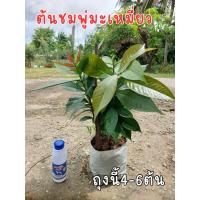 ราคา ต้นกล้าชมพู่มะเหมี่ยว ต้นชมพู่มะเหมี่ยว (40107727634)