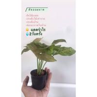 ราคา ต้นออมนาค สินค้าพร้อมส่ง (5383139493)