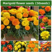 ราคา 50เมล็ด/แพ็คเมล็ดดาวเรือง-ดาวเรืองฝรั่งเศส Naughty Marietta เมล็ดดาวเรืองฝรั่งเศส ดอกดาวเรืองยักษ์ (49650638557)