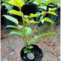 ราคา ต้นกล้าลิ้นฟ้าเพกาเตี้ยต้นละ40 (9377874477)