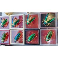 ราคา เข็มกลัดแมลงทับปีกแท้ (19862442297)