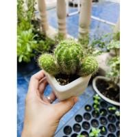 ราคา ต้นกระบองเพชร ดาวล้อมเดือน พร้อมกระถาง(กระถางคละแบบ) (8553412246)