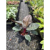 ราคา ต้นกุมารดำเรียกทรัพย์ฟิโลเดนดรอนแบล็คคาดินัลphilodendronblackcardinal (29185636707)