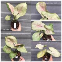 ราคา ออมนาก ออมนาค (ออมเงินออมทอง) ต้นไม้มงคล เลือกต้นได้ (10616007808)