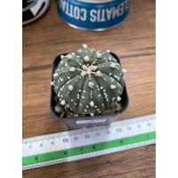 ราคา แอสโตรไฟตัมแอสทีเรียส (3646967420)