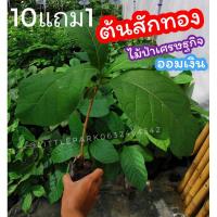 ราคา ต้นสักทอง​ ต้นกล้าสูง​ 25-40​ซม.​ ต้นไม้ป่าเศรษฐกิจ​ ไม้ยืนต้น​ปลูกเพื่อออมเงิน (11702287925)