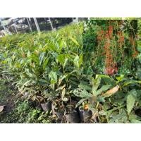 ราคา ต้นจิกน้ำ ต้นกระโดนน้ำ ต้นสร้อยระย้า สูง20-30เซนติเมตร (6783622569)