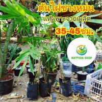 ราคา ต้นไผ่ซางหม่น ไผ่ซางหม่น ไผ่ (8703138476)