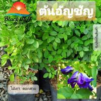 ราคา ต้นอัญชันกิ่งพันธุ์ ต้นไม้ ไม้ผล ต้นพันธ์ เมล็ดพันธ์ พันธุ์ไม้ ไม้มงคล ไม้ฟอกอากาศ เมล็ดพันธุ์ สวนเขาหมาก (6871532382)