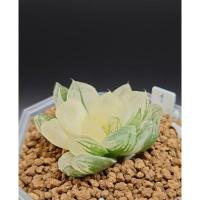 ราคา Haworthia Obtusa Variegata หยดน้ำ ด่างกระจายสวย (11507358114)