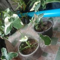 ราคา ต้นถุงเงินถุงทอง ไม้ด่าง ไม้มงคล (8274303458)