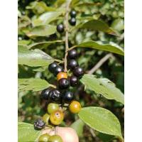 ราคา หมากเล็บแมวเล็บเหยี่ยวหยิบเหยี่ยว (54050345740)