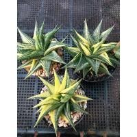 ราคา ม้าเวียนด่าง-ไม้อวบน้ำ (12303462056)