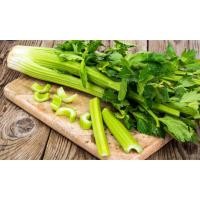 ราคา ต้นพันธุ์ เซเลอรี่ Celery ต้นใหญ่ ขึ้นฉ่ายฝรั่ง พร้อมปลูกในถุงดำ 39 บาท (19477659696)