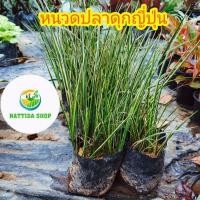 ราคา หญ้าหนวดปลาดุก ญี่ปุ่น ต้นหนวดปลาดุก ด่าง (japan) ต้นหนวดปลาดุก (6468739655)