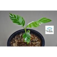 ราคา ต้นกล้วยฟลอริด้า #กล้วยด่าง #กล้วยฟลอริด้าด่าง (9174355507)