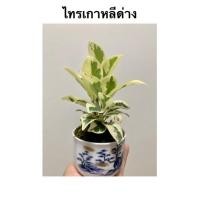 ราคา ไทรเกาหลีด่างจัดส่งพร้อมกระถางเซรามิคด่างสวย (3058800433)