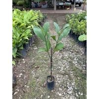 ราคา ต้นพุดเศรษฐีสยาม ดอกสีขาว (9865602585)