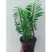 ราคา ต้นบันไดเศรษฐี/บันไดสวรรค์/ว่านตีนตะขาบ/ต้นไม้ฟอกอากาศ (21975469634)