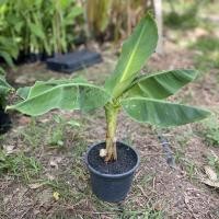 ราคา กล้วยหอมแคระ ต้นกล้วยค่อมแคระ กล้วยหอมแคระ ด่าง ลายน้ำหมาก ใบหนาใบมัน ปลูกประดับ ฟอกอากาศ 2 ต้นขึ้นไปต้นละ 150บาท (18420901068)