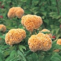 ราคา 100 เมล็ด หงอนไก่ หงอนไก่ดง หงอนไก่ดอกกลม หงอนไก่ฟ้า สีสรรสุดุดเด่น Cockscomb Celosia Seeds สายพันธุ์ Kurume Gold (42072783736)
