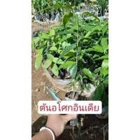 ราคา ต้นอโศกอินเดีย ไม้ล้อม ให้ร่มเงา ต้นไม้ทรงสูง ต้นอโศกอินเดีย สูง 20-30 ซม. (14754153657)