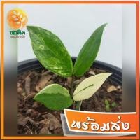 ราคา กวักมรกตด่างด่างชัดทั้งหน้าใบและหลังใบ (11227209613)