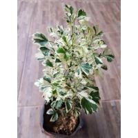 ราคา ต้น เล็บครุฑด่าง แคระ (24996784070)