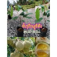 ราคา ต้นทุเรียนมูซังคิง รับประกันสินค้าชำรุดเคลมฟรี (17048903834)
