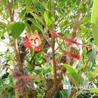 ราคา ไทร​เกาหลี​ตอน​​สูง1-1.2​เมตร​(ชุด​7ต้น)​ (9630826718)