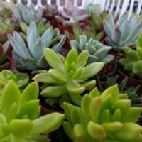 ราคา กุหลาบหินสวยๆ ไม้นำเข้า (3636521538)