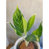 ราคา ต้นคฑาเงิน ไม้มงคลจัดส่งพร้อมถาง (10403935774)