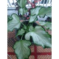 ราคา บอนสีกวนอิม​ กอใหญ่​ มีหัว​ #บอน​สี​ราชินี​ไม้​ใบ​ #บอนสี​ #กวนอิม (15605032878)