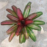 ราคา สับปะรดสี นีโอสายรุ้ง กระถาง 4 นิ้ว (15003581795)