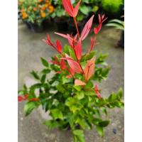 ราคา ต้นคริสติน่า กระถาง 5.5 นิ้ว (29315119446)