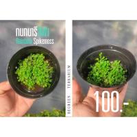 ราคา ต้นเฟิร์นกนกนารี สีฟ้า Rainbow Spike (24752259198)