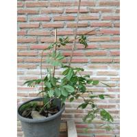 ราคา เถาวัลย์เปรียง ต้นเถาวัลย์เปรียง สมุนไพร ขอดูรูปเพิ่มได้ อาจเล็กกว่าในรูป (4560140189)