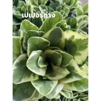 ราคา Set ต้นไม้มงคลต้นเปเปอร์ด่าง (8068888889)