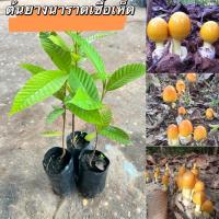 ราคา ต้นยางนาราดเชื้อเห็ดระโงกชุด6ต้น120พร้อมปลูกพร้อมส่งจ้า (41603102089)