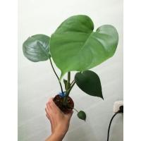 ราคา ต้นมอนสเตอร่า ไจแอนท์ (Monstera deliciosa Liebm.) (9204968587)