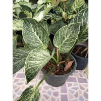 ราคา ต้นฟิโลเดนดรอนเบอร์กิ้น 8" (Philodendron Birkin) (10054323706)