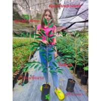 ราคา ต้นทุเรียนพวงมณี สูง130ซม. (21752254497)