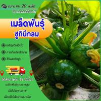 ราคา 20 เมล็ด เมล็ดพันธุ์ซูกินี เมล็ดซูกินี เมล็ดพันธุ์แตงญี่ปุ่น ซูกินี งอกง่าย โตไว ลูกดก (44255031591)