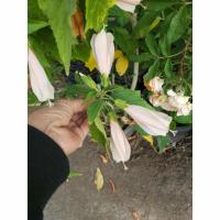 ราคา ขายต้นชบาหนูสีชมพูอ่อน /สีแดงชบาหลอด ,ชบาร่ม ไม้โบราณหายากกระถาง6นิ้วต้นชำแข็งแรงพร้อมปลูก เสียหายจากขนสงเคลมฟรีค่ะ (28274753972)