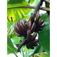 ราคา กล้วยนากแดง หน่อกล้วยนากเเดง (13140298920)
