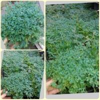 ราคา 2ต้น/ออเดอร์ ต้นเฟิร์นกนกนกยูง เฟินกนกนารี สีฟ้า Selaginella wallichii (Hook. & Grev.) Spring ส่งพร้อมกระถาง 4 นิ้ว (4181640006)