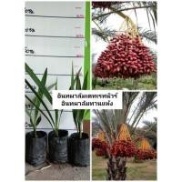 ราคา #ต้นอินทผาลัมเดทเรทนัวร์ อินทผาลัมทานแห้ง ต้นเพาะเมล็ดค่ะ (6555059632)