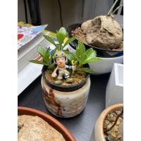 ราคา โมเดลญี่ปุ่นจิ๋ว แต่งสวนต้นไม้ ตัวอุซป จากวันพีช (9958279936)